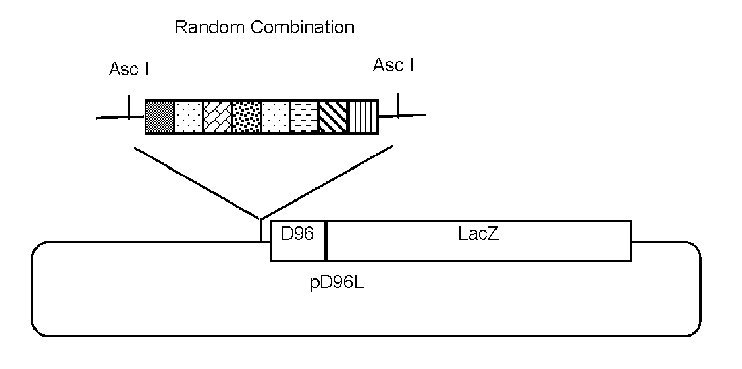 System for producing Synthetic Promoters