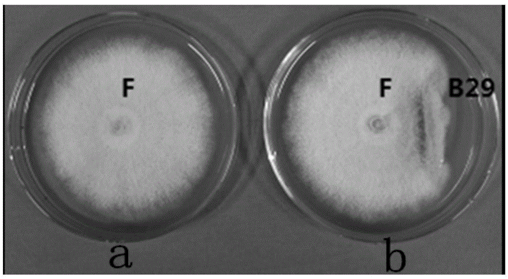 Application of sophora tonkinensis endophytic bacterium B29 in preventing and controlling panax notoginseng root rot