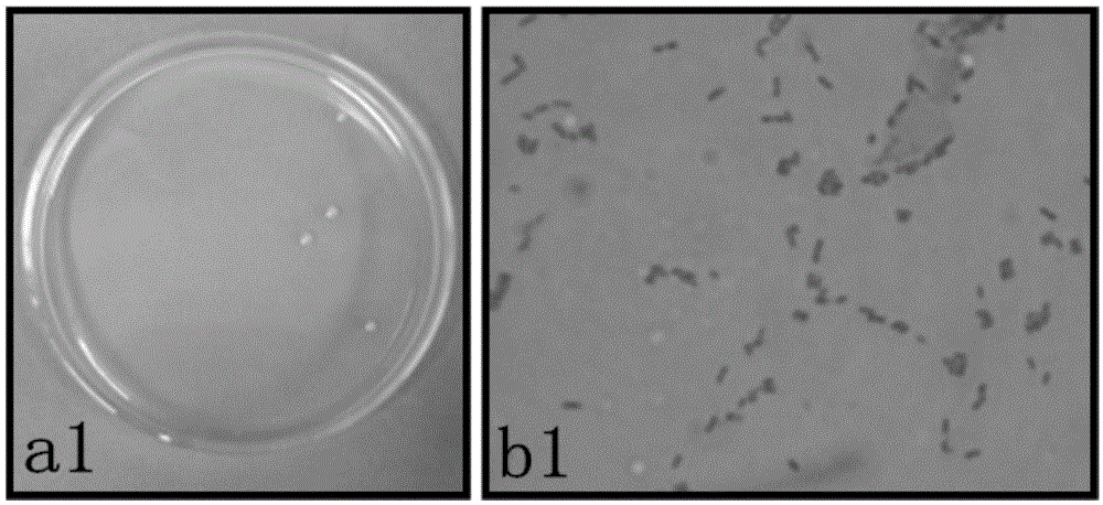 Application of sophora tonkinensis endophytic bacterium B29 in preventing and controlling panax notoginseng root rot