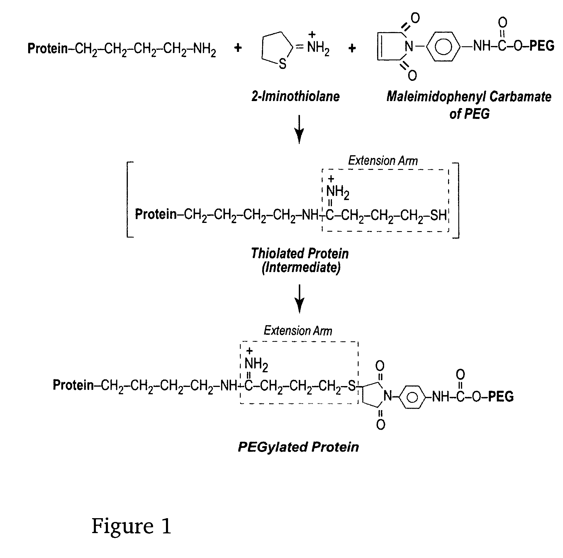 Universal red blood cells, methods of preparing same, and uses thereof