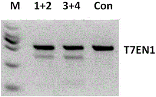 CRISPR-Cas9 method for specifically knocking out human CTLA4 gene and sgRNA for specifically targeting CTLA4 gene