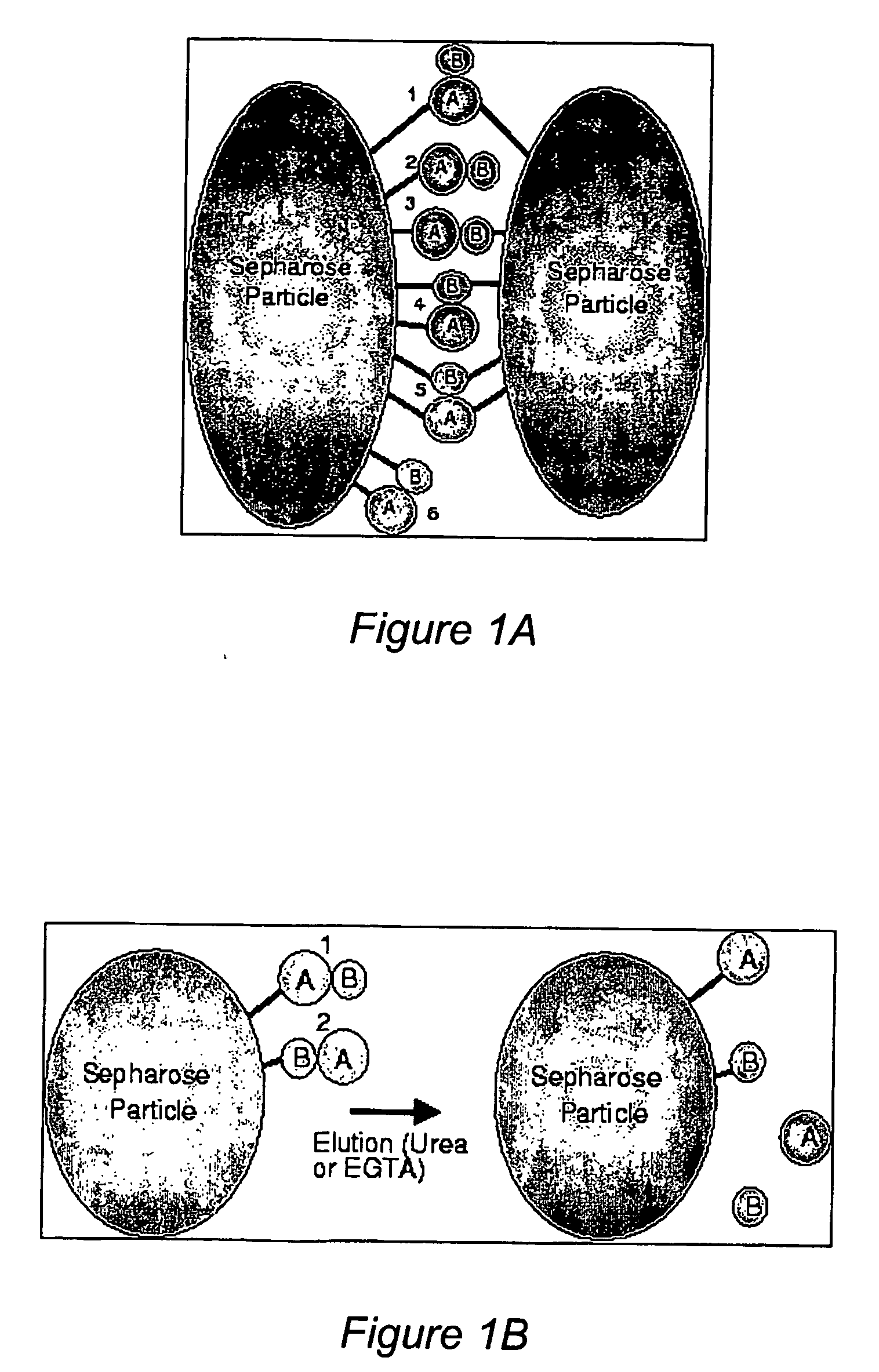 Method for isolating subpopulations of proteins that engage in protein-protein interactions