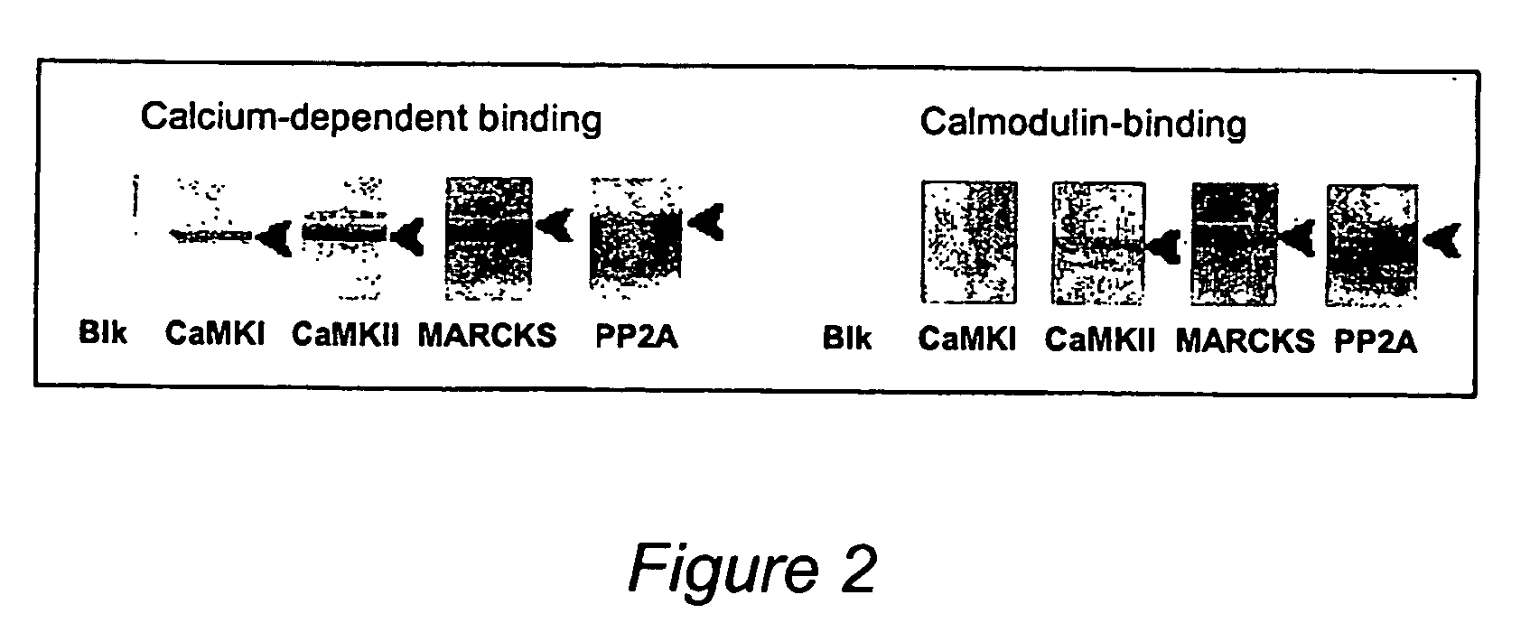 Method for isolating subpopulations of proteins that engage in protein-protein interactions