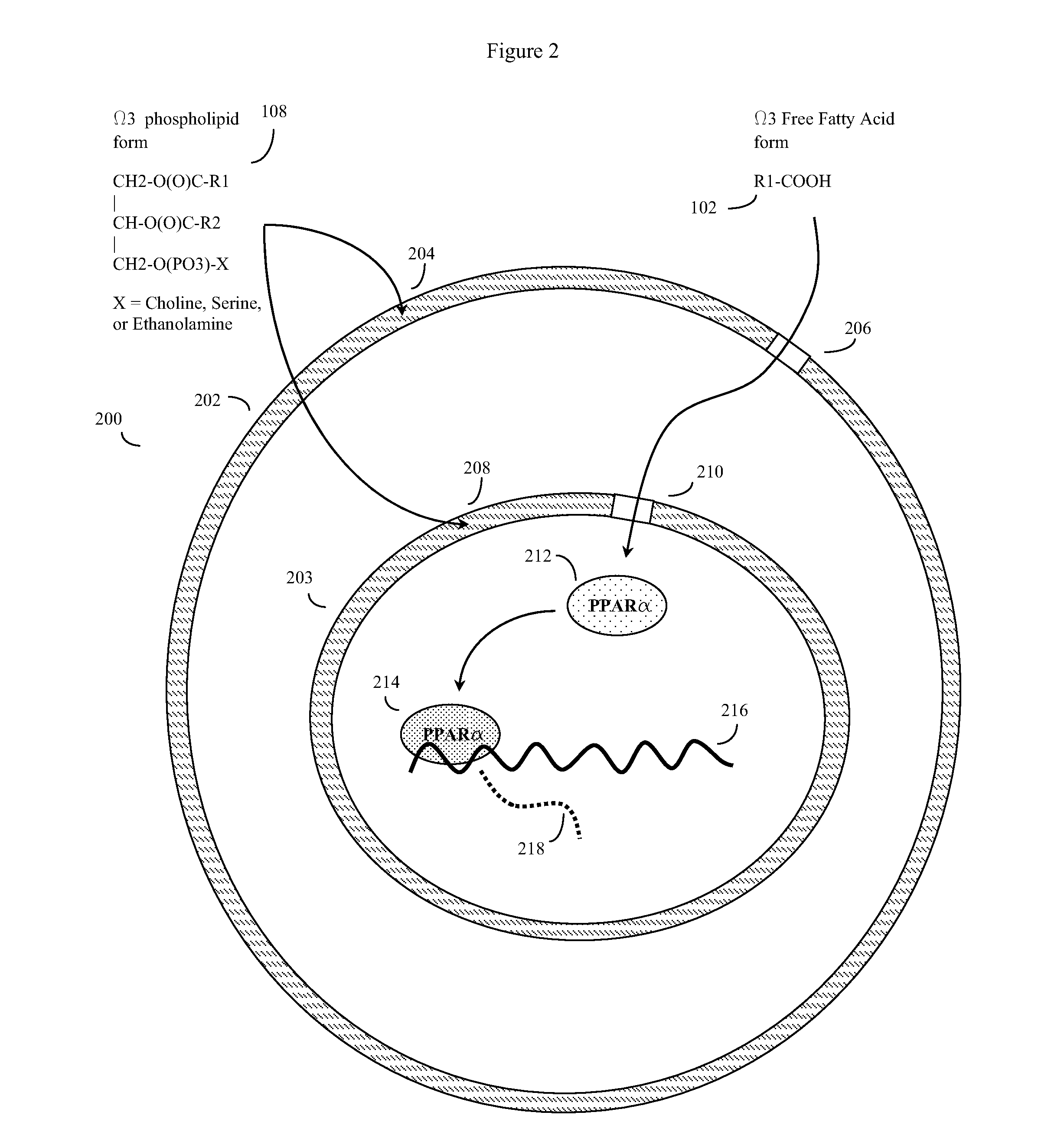 Omega-3 fatty acid nutriceutical composition and optimization method