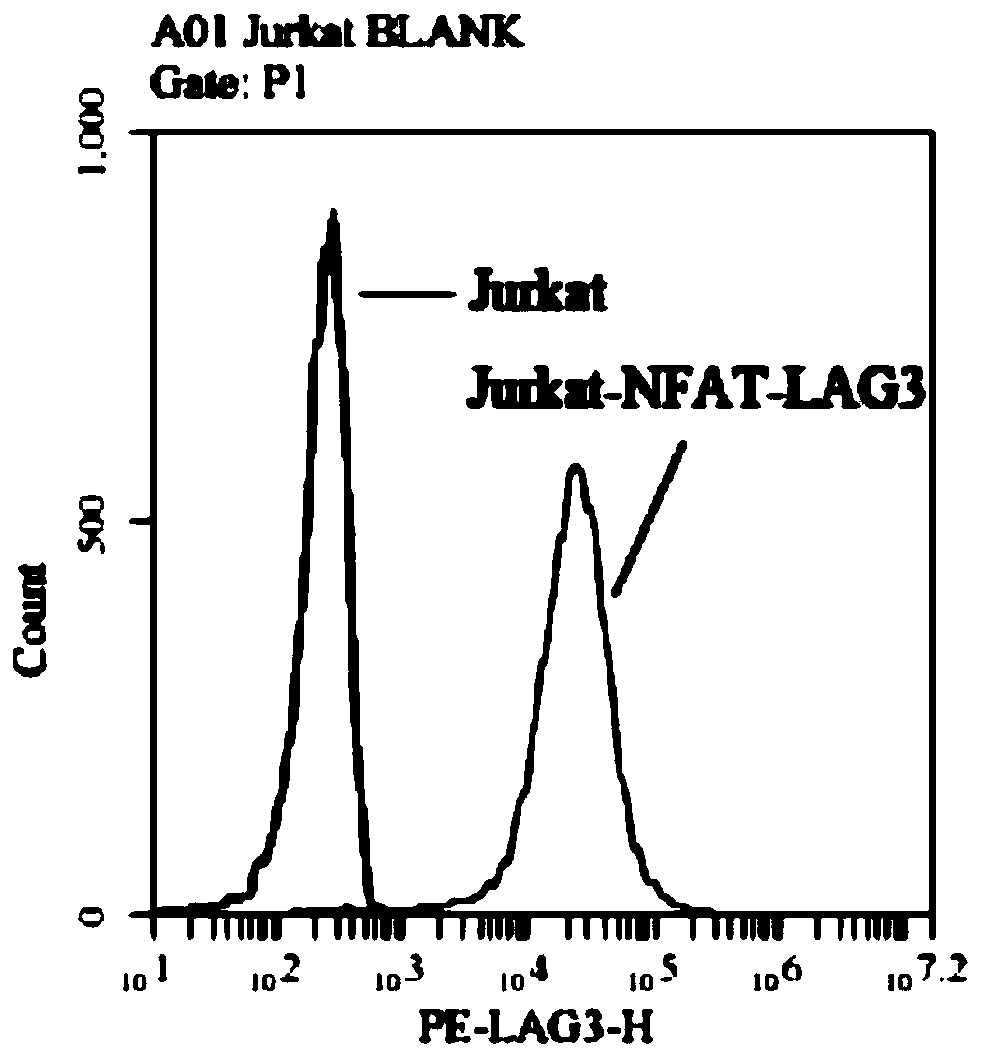 A method for measuring the biological activity of lag3 protein-binding molecules