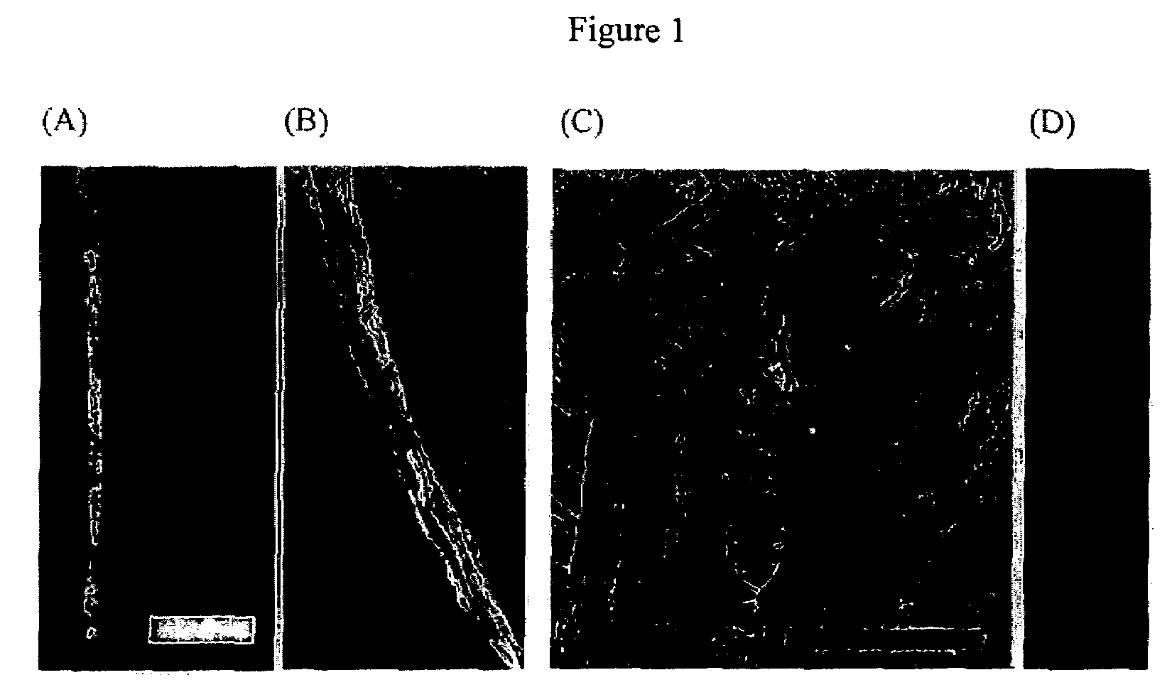 Viral fibers