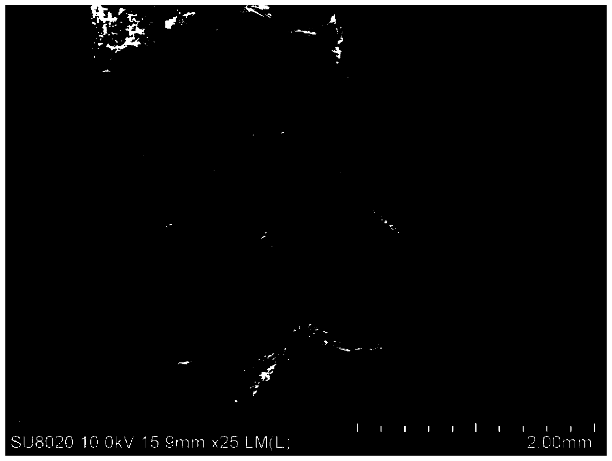 Rapid sample preparation method of young plants for scanning electron microscopy