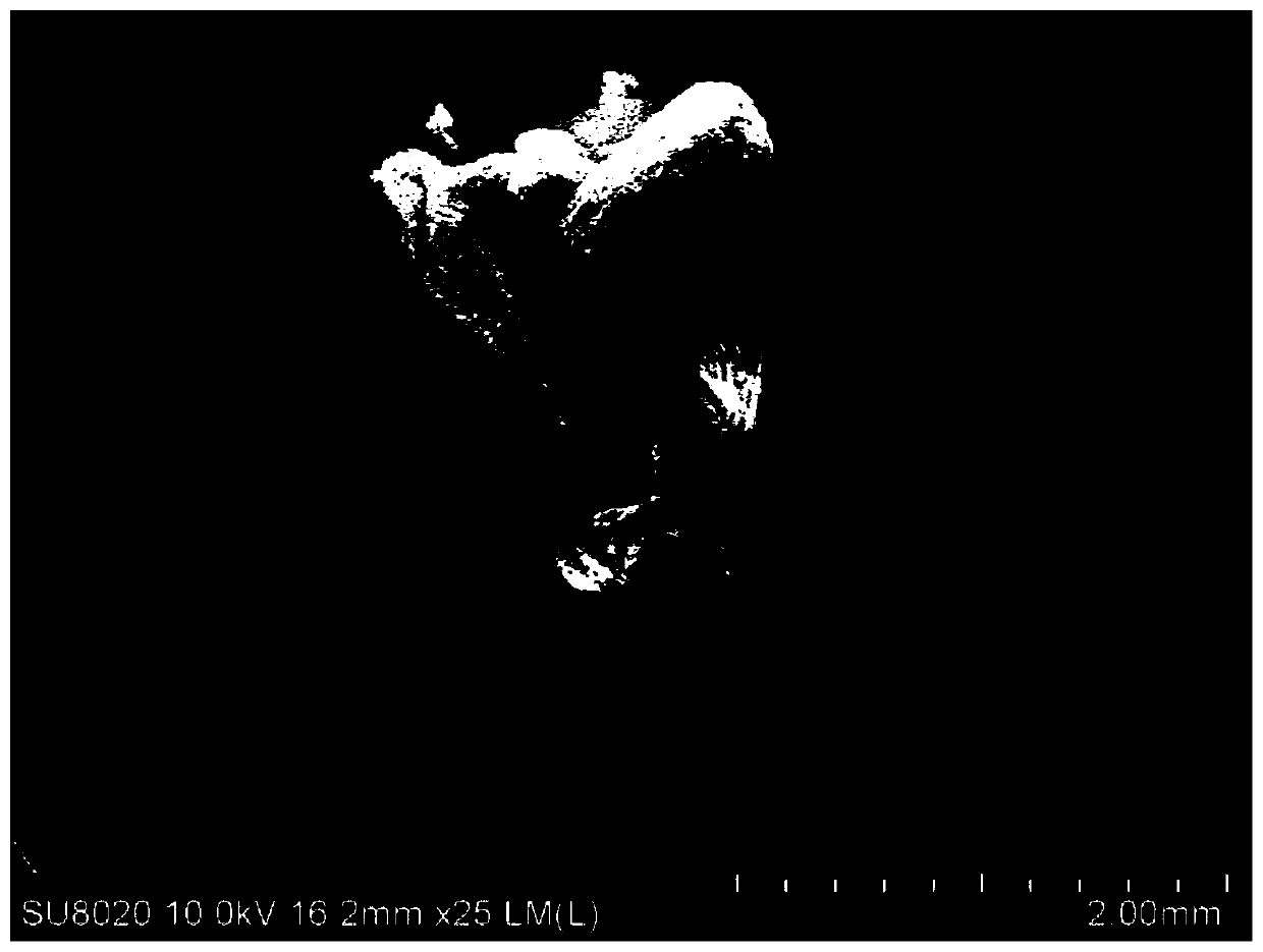 Rapid sample preparation method of young plants for scanning electron microscopy