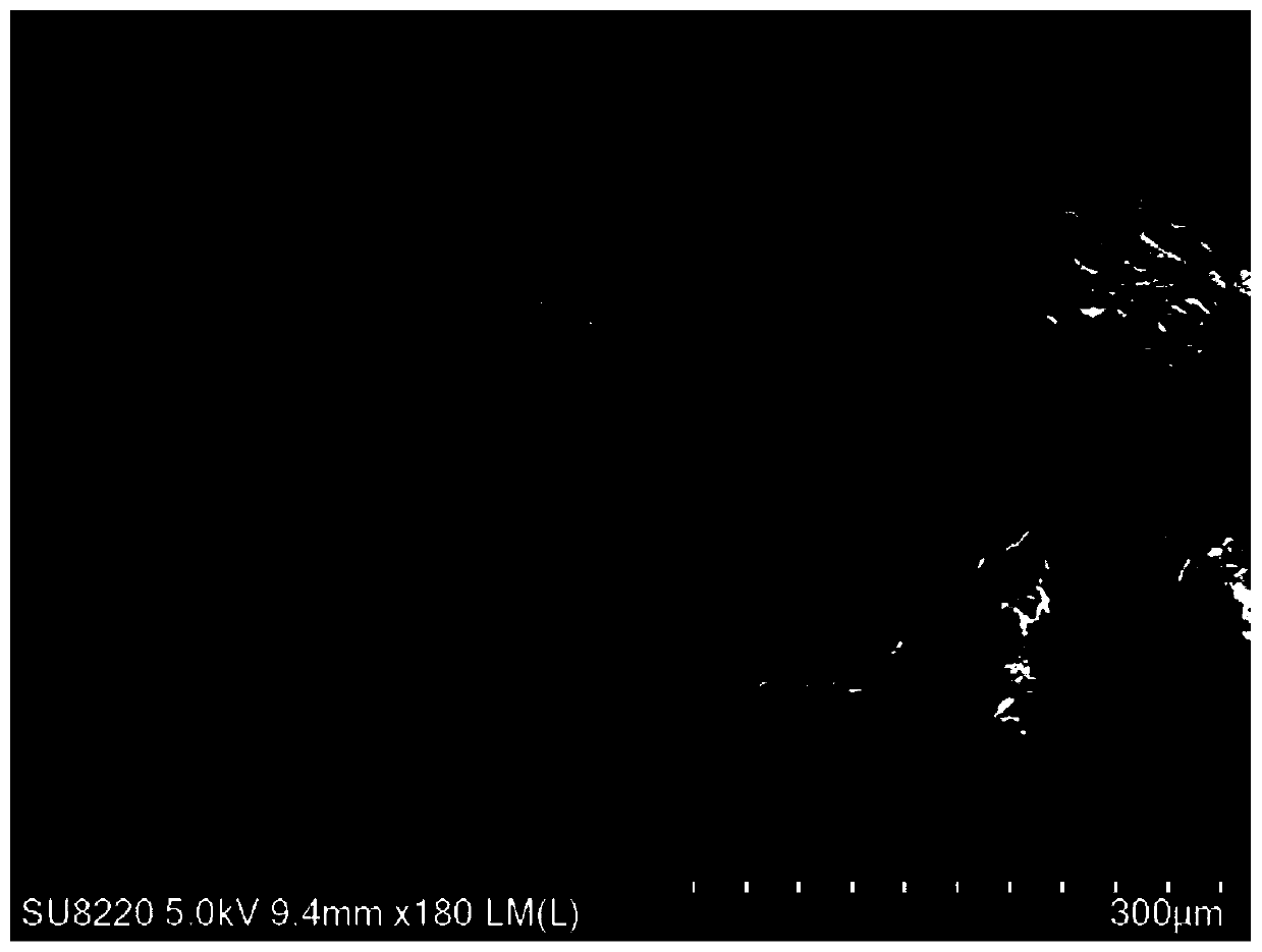 Rapid sample preparation method of young plants for scanning electron microscopy