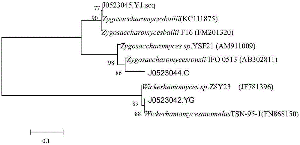 Saccharomycete for high-yield production of ethyl acetate under low temperature and application thereof