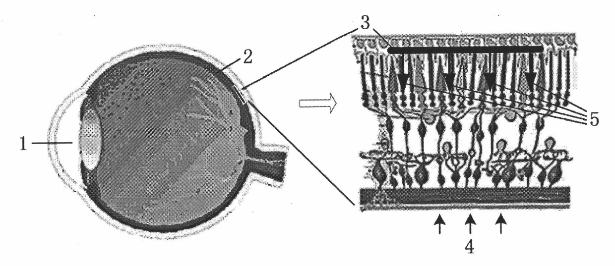 Artificial retina electrostimulation pixel circuit applied to visual function restoration