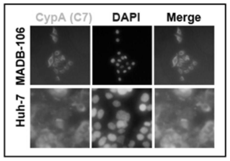 Hybridoma cell, monoclonal antibody against human cyclophilin a and application thereof