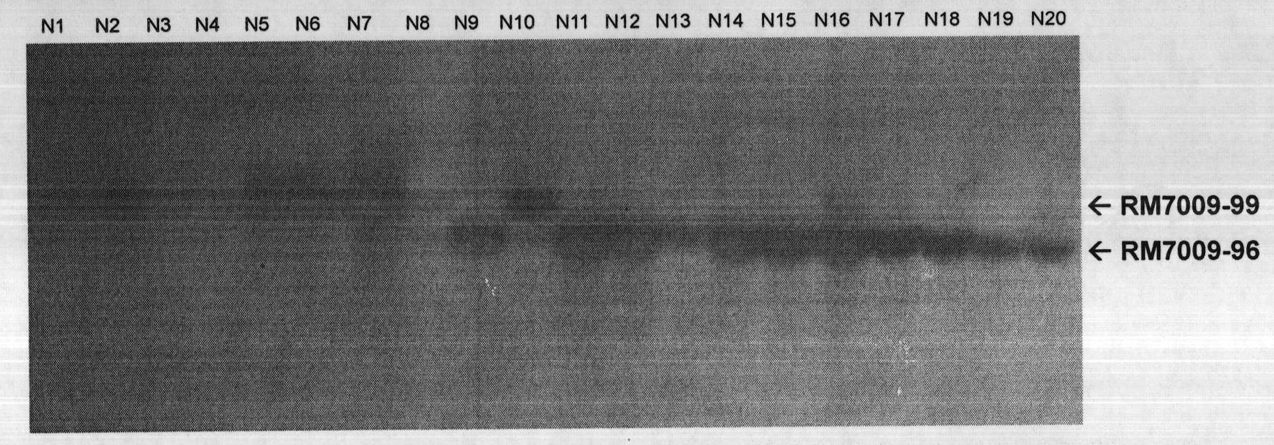 Method for authenticating rice indica subspecies and special primer composition thereof