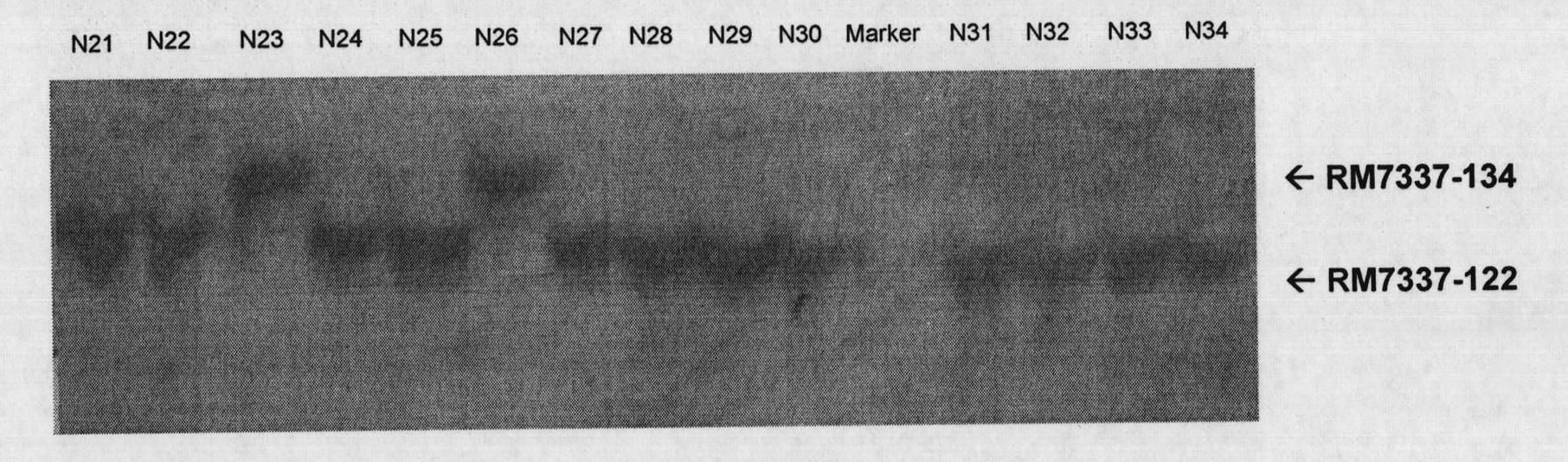 Method for authenticating rice indica subspecies and special primer composition thereof