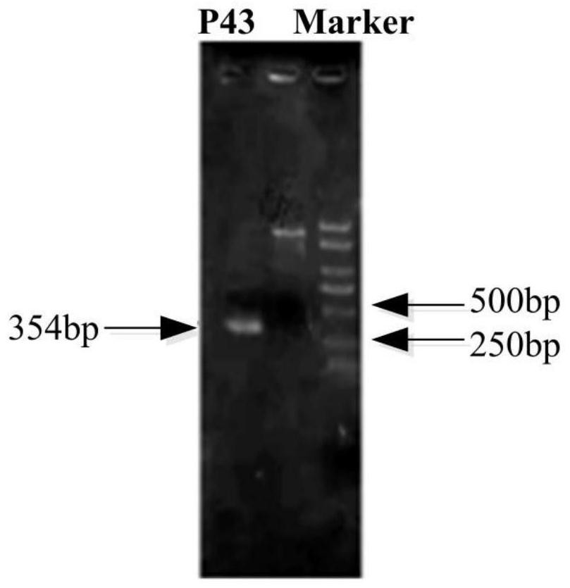 Construction method of high-yield strain for transforming abinogen by using glucose