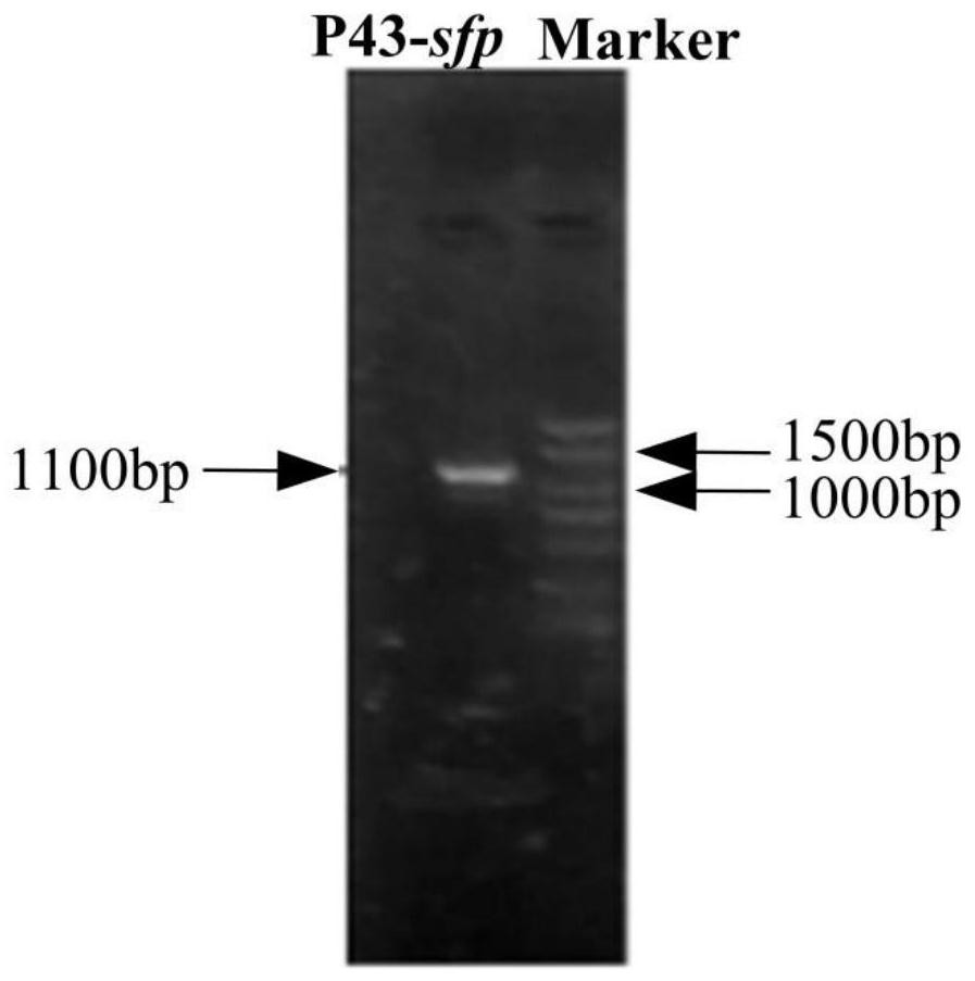 Construction method of high-yield strain for transforming abinogen by using glucose