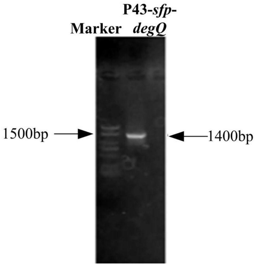 Construction method of high-yield strain for transforming abinogen by using glucose