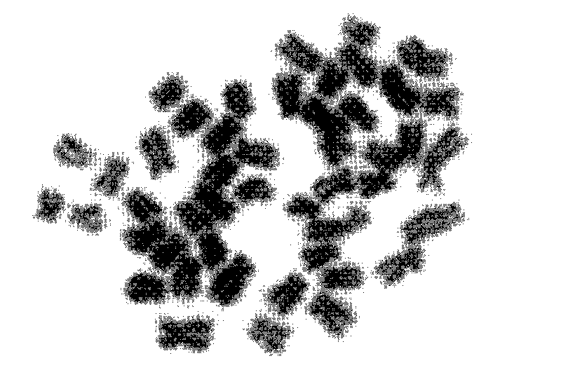 Cultivation method of gynogenesis megalobrama amblycephala