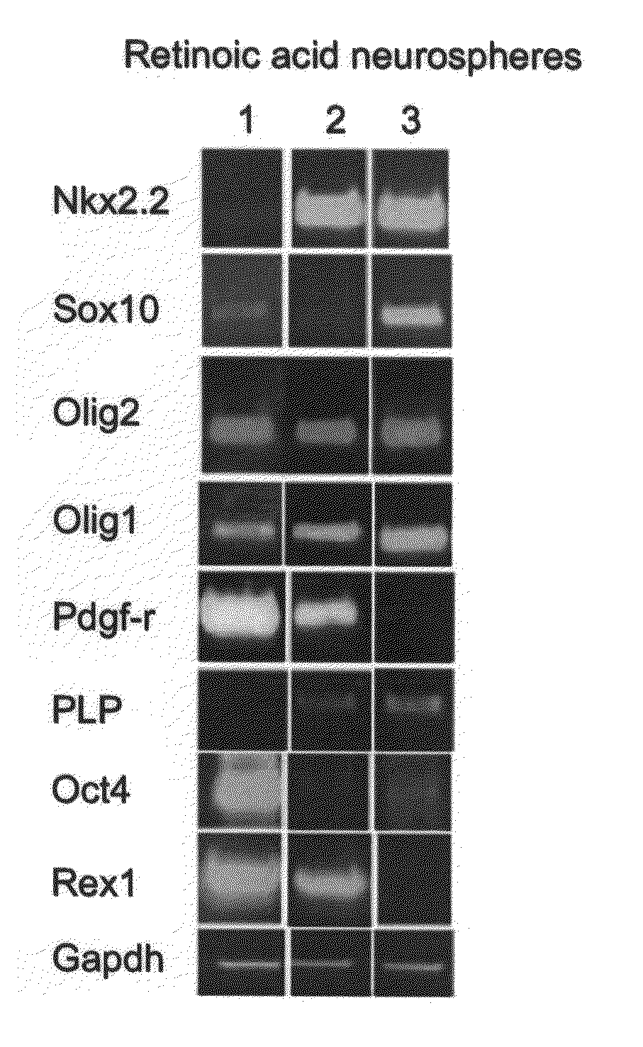 Methods of generating glial and neuronal cells and use of same for the treatment of medical conditions of the cns