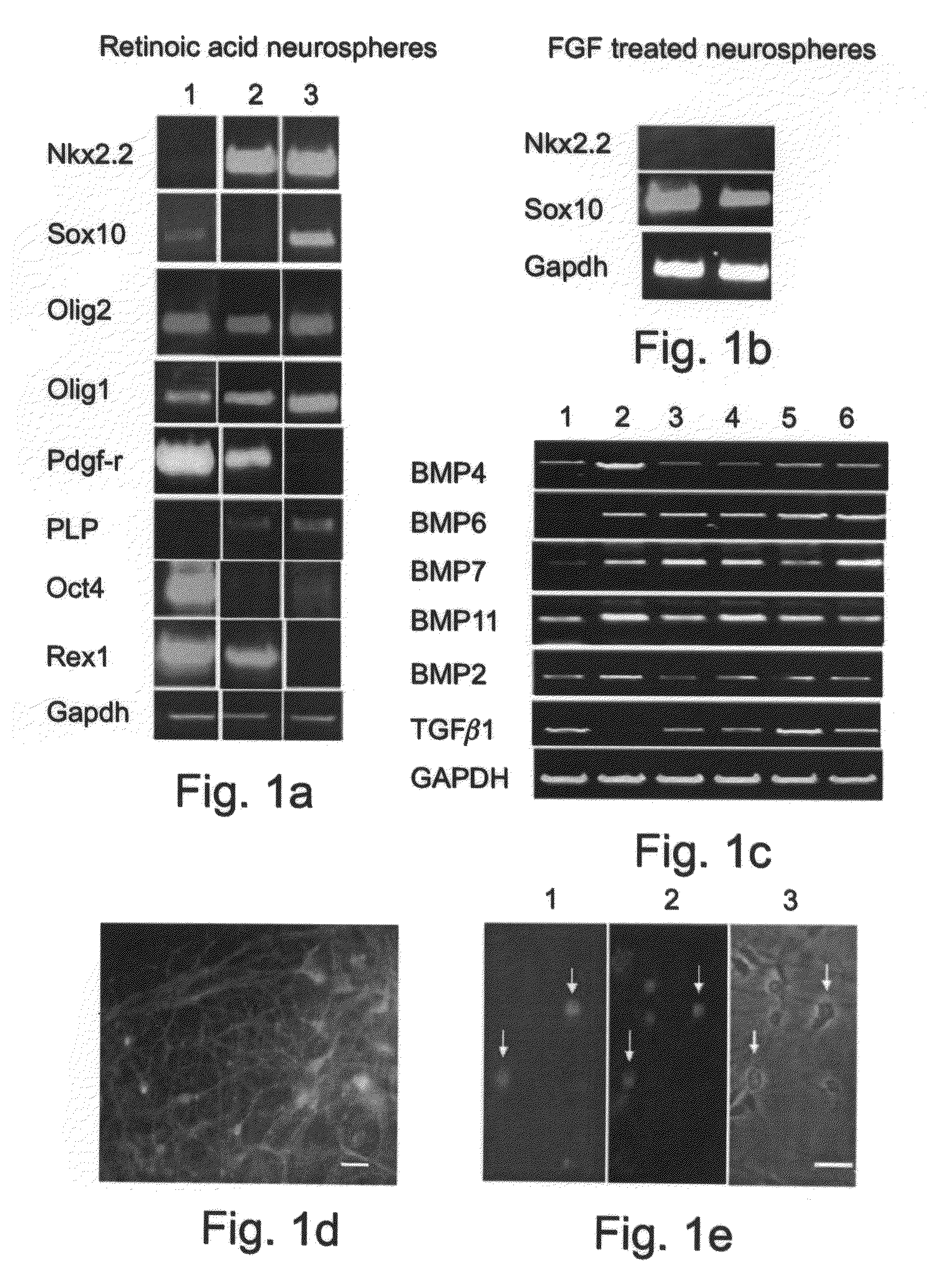 Methods of generating glial and neuronal cells and use of same for the treatment of medical conditions of the cns