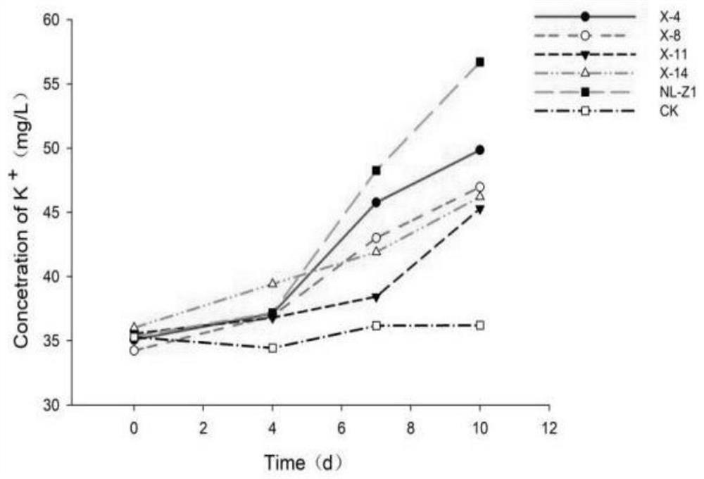 Penicillium simplicissimum NL-Z1 bacteria for promoting growth of root nodules and improving abundance of probiotic microbial populations