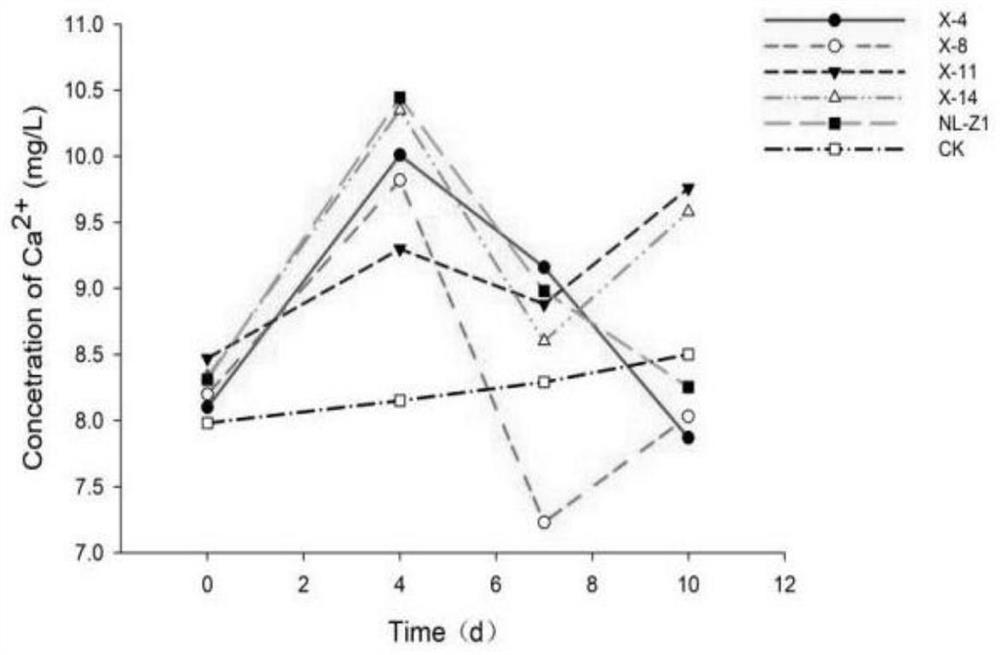 Penicillium simplicissimum NL-Z1 bacteria for promoting growth of root nodules and improving abundance of probiotic microbial populations