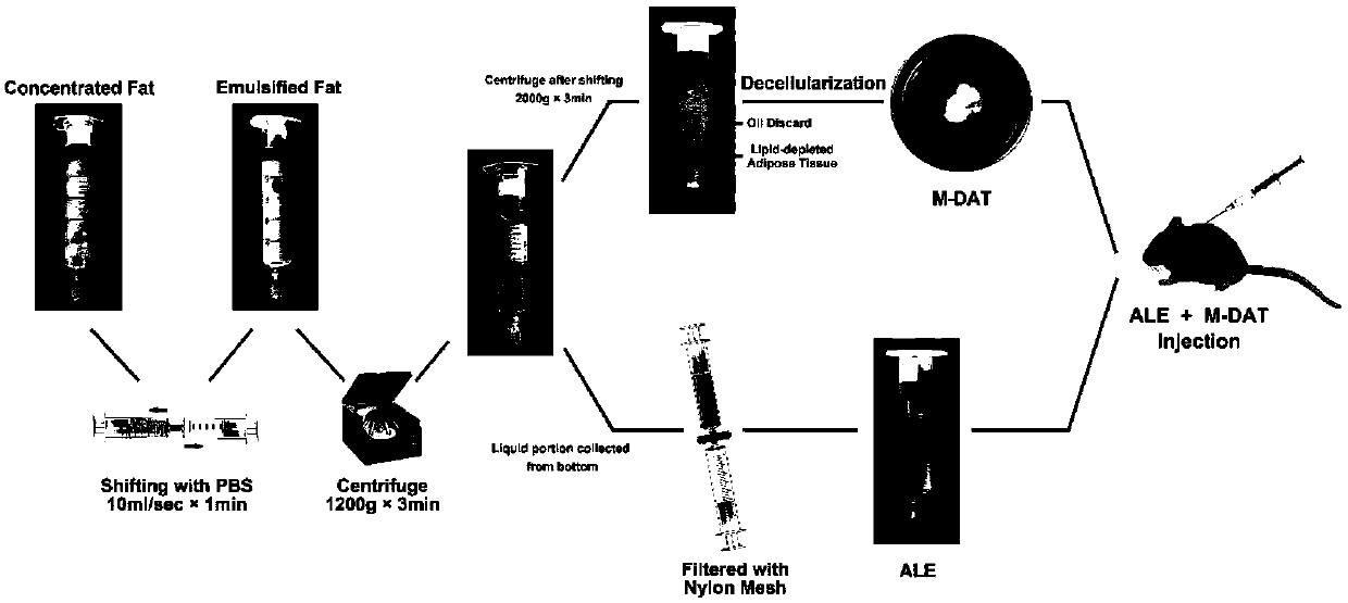 Fat extract, fat acellular matrix and preparation method and application of fat acellular matrix