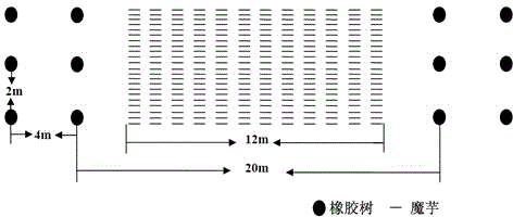 Method for interplanting amorphophallus virosus in cutting rubber yard in south-north row direction in complete period