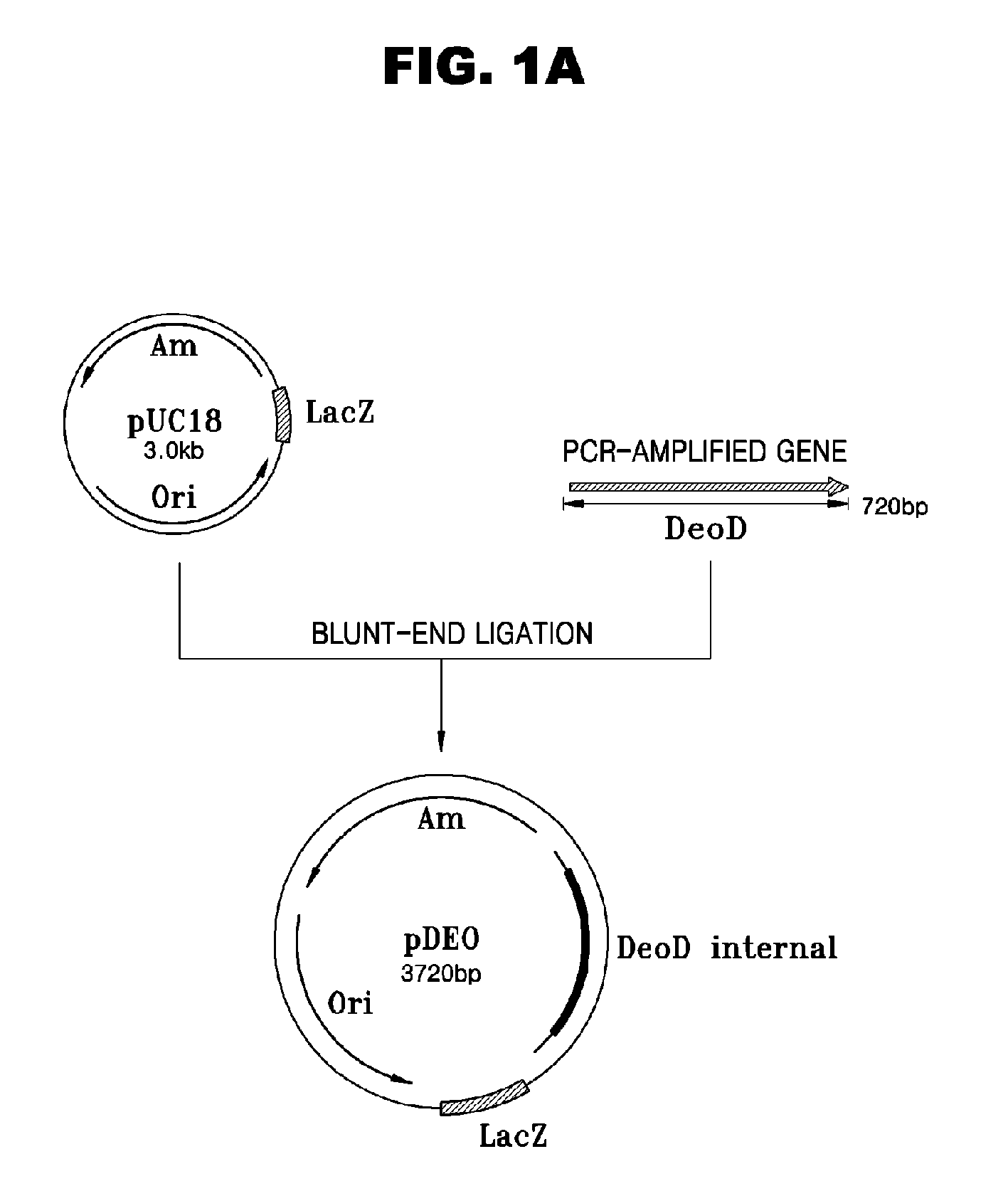 Escherichia Strain Capable of Converting Xmp to Gmp and Maintaining the Inactivated State of Gene(s) Associated with Gmp Degradation and Methods of Using the Same