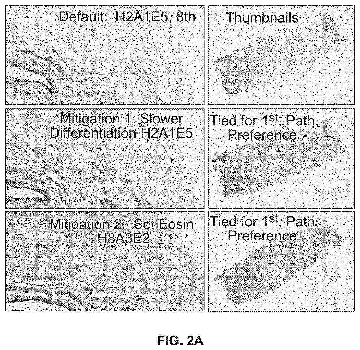 Eosin staining techniques