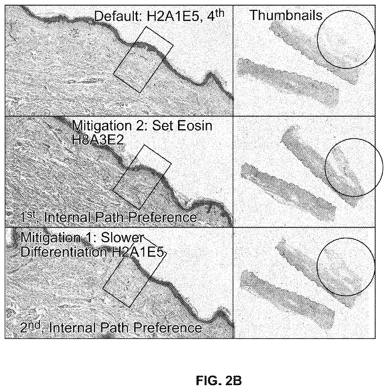 Eosin staining techniques