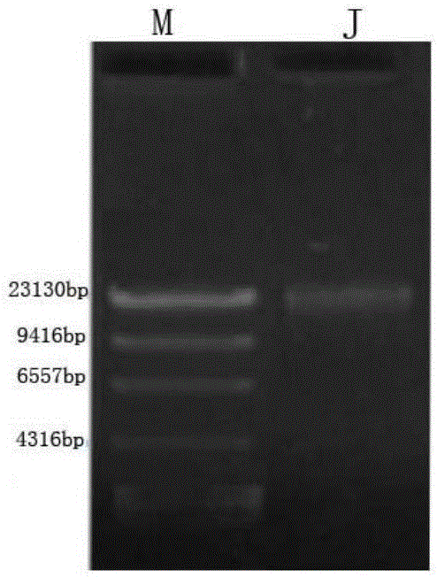 High-temperature combined method for extracting genomic DNA of fish enteric microorganisms