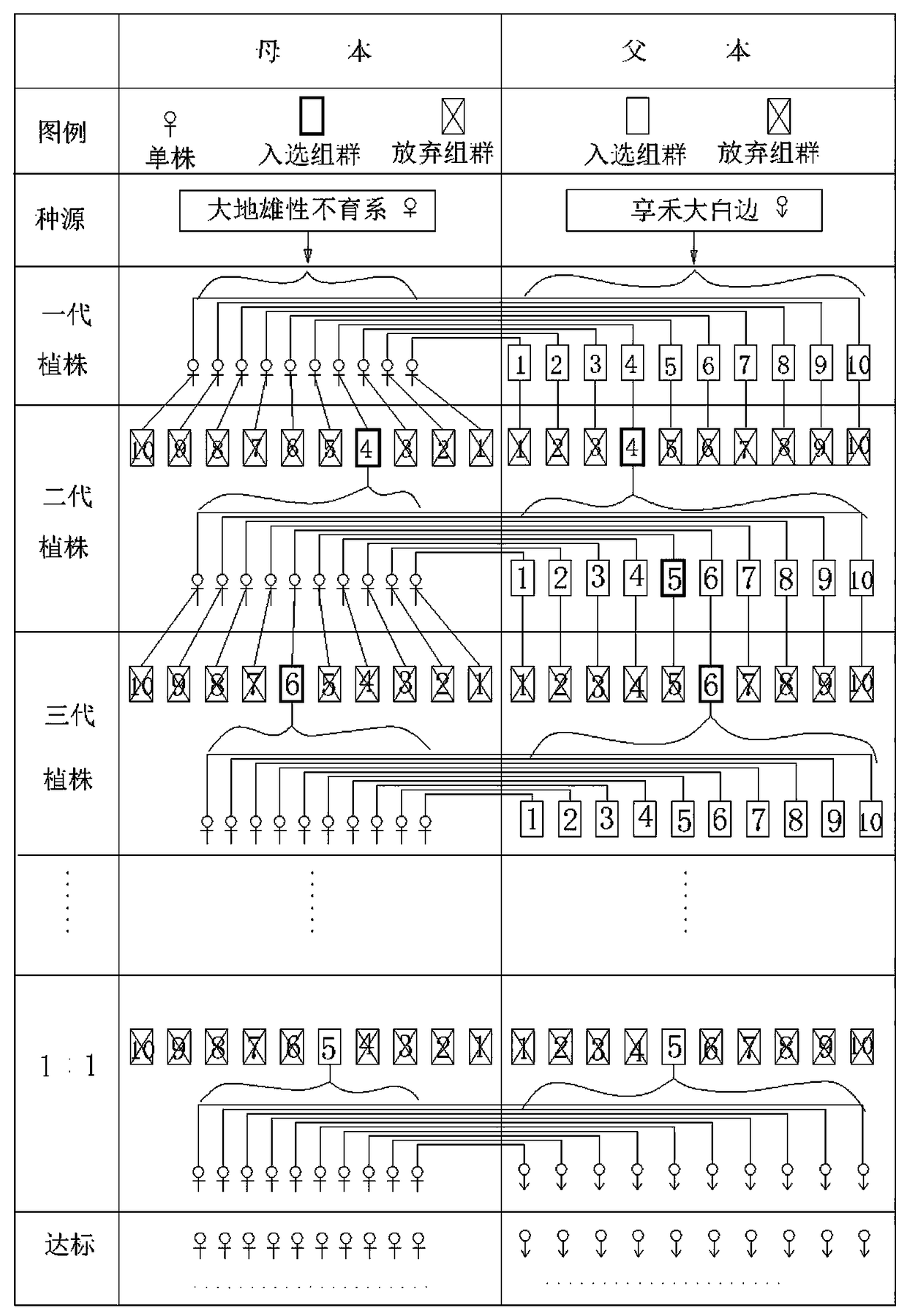 A kind of breeding method of male sterile line of edible oil sunflower