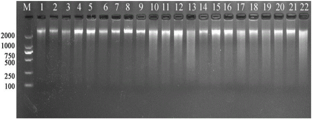 Pistacia chinensis bunge microsatellite loci, primer and application