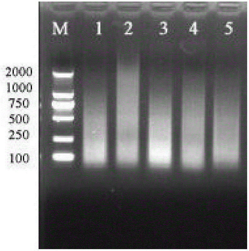 Pistacia chinensis bunge microsatellite loci, primer and application