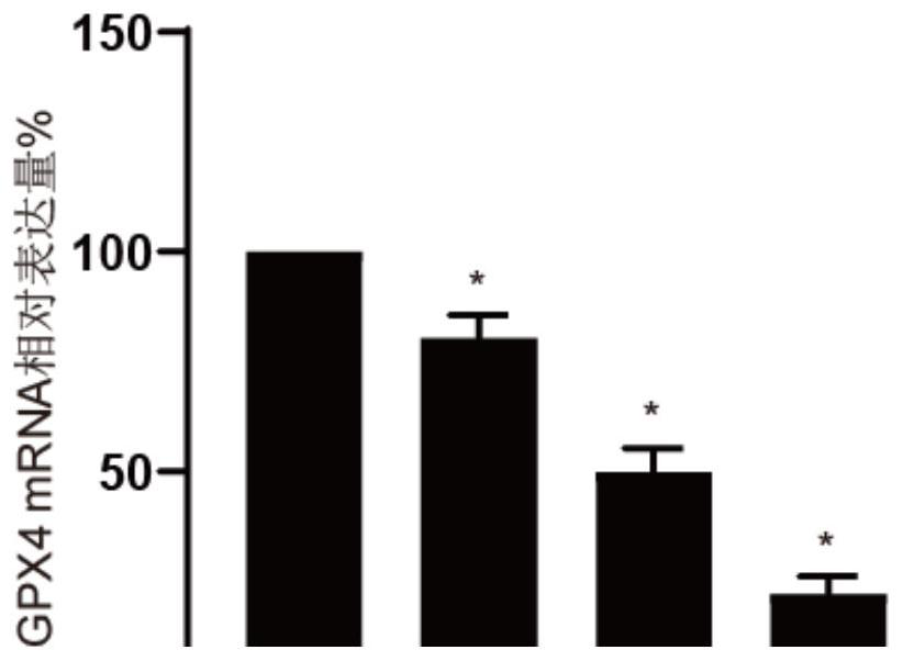 Pharmaceutical composition for treating lung cancer and application thereof