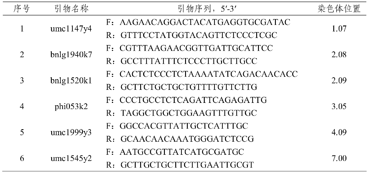 A method for assisted high-efficiency breeding of maize using ssr and snp molecular markers in combination