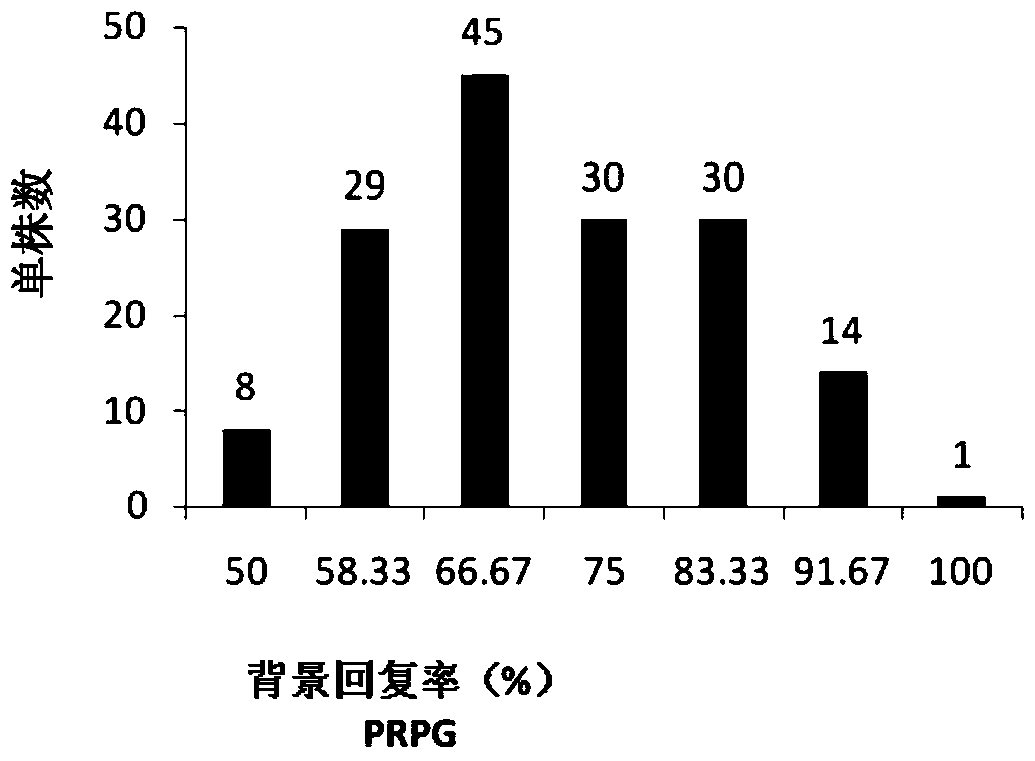 A method for assisted high-efficiency breeding of maize using ssr and snp molecular markers in combination