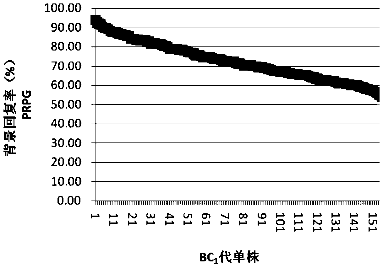 A method for assisted high-efficiency breeding of maize using ssr and snp molecular markers in combination