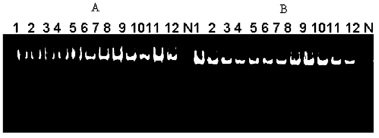 HLA gene specific PCR amplification primer, HLA typing method and kit