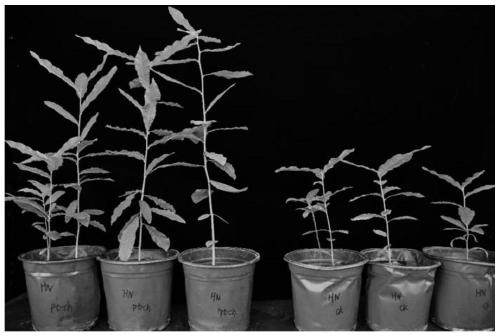 Method for cultivating mycorrhizal seedlings of Quercus variabilis