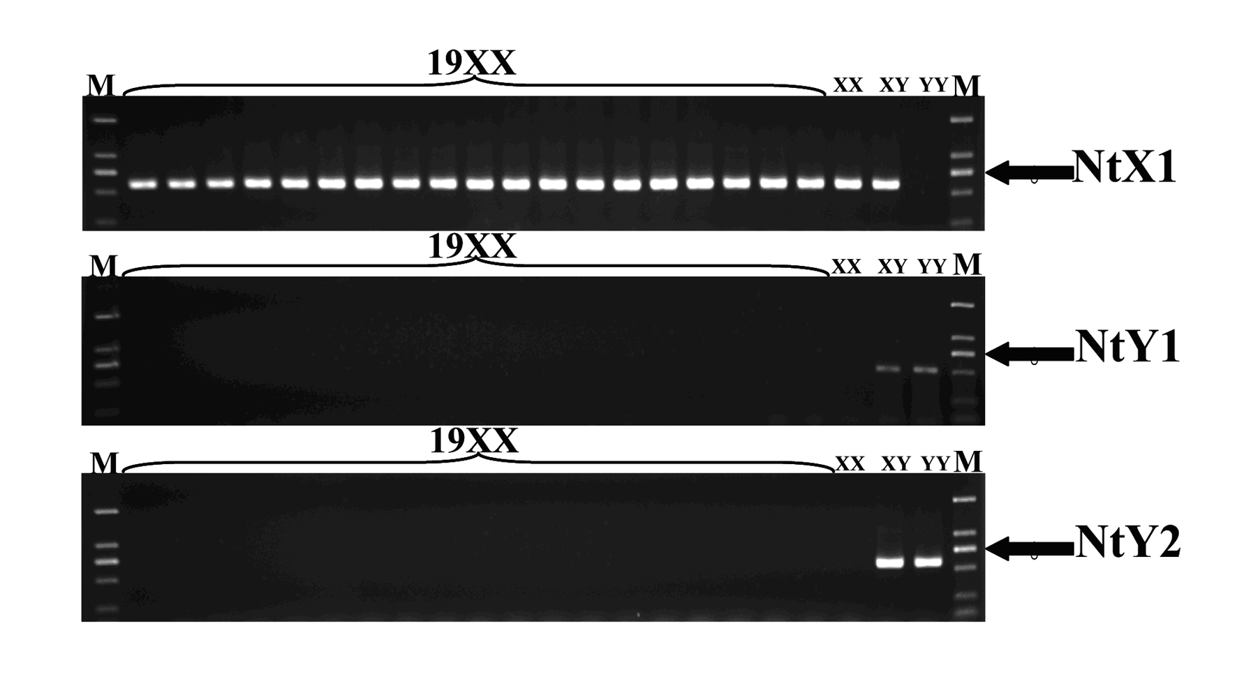 Specific molecular markers of sex chromosomes of Tilapia nilotica and genetic sex identification method