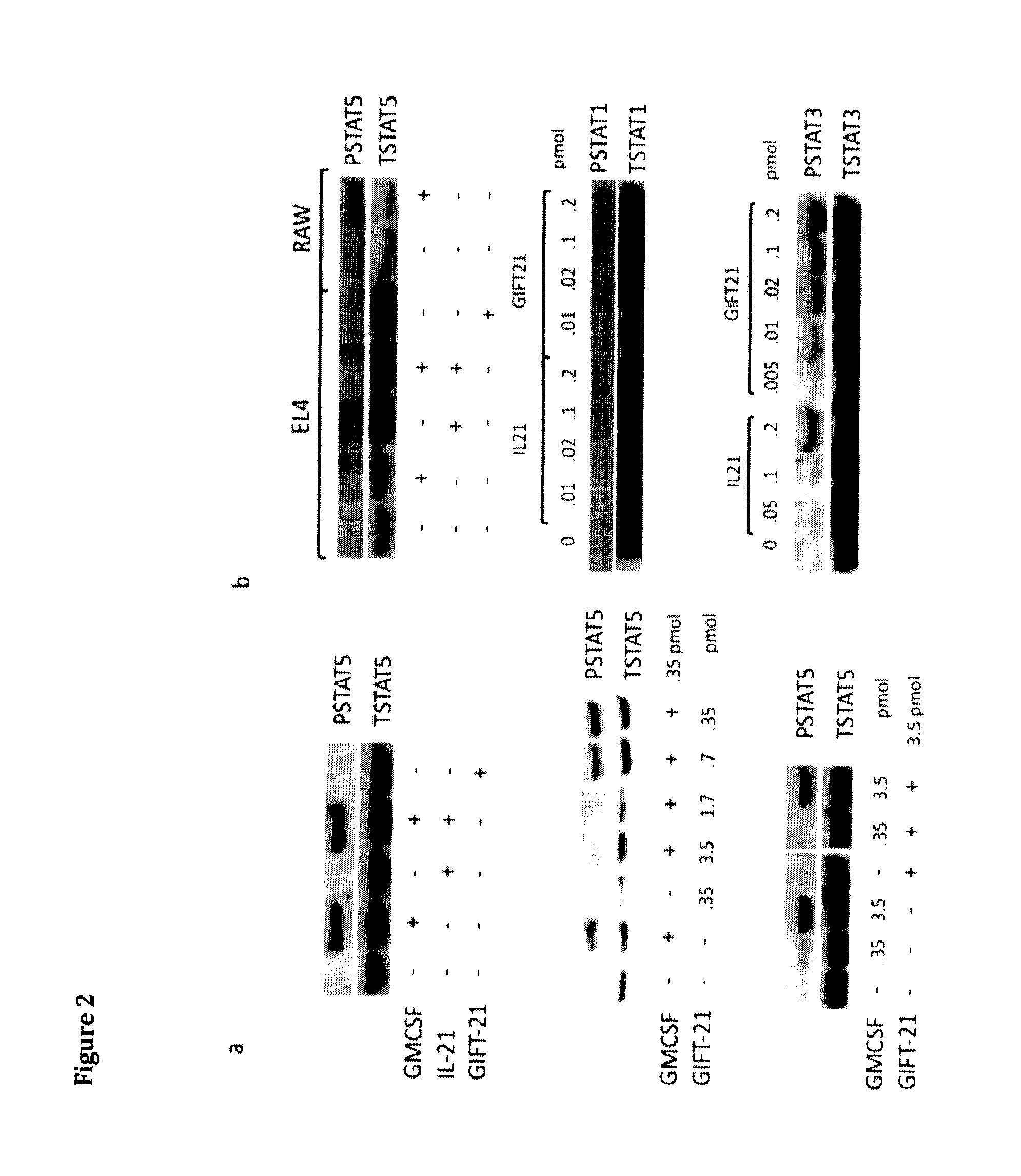 Gm-csf and interleukin-21 conjugates and uses thereof in the modulation of immune response and treatment of cancer