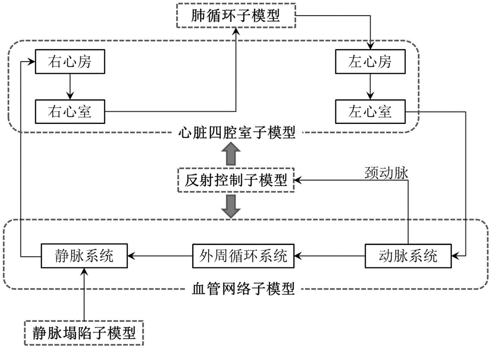 Distributed-type cardiovascular system simulation model