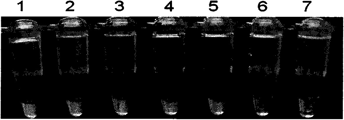 Method for detecting turnip mosaic virus by adopting reverse transcription loop-mediated isothermal amplification technology