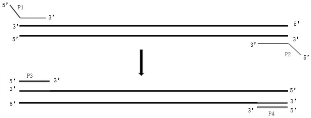 Spinal muscular atrophy detection method,