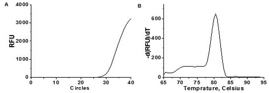 Specific primer for detecting mRNA expression levels of MSTN genes of cows and fluorescent quantitative detecting kit