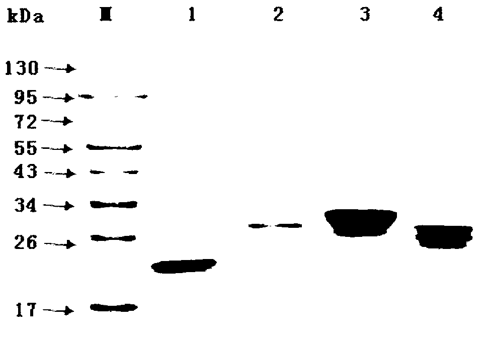 Bovine tuberculosis detection reagent containing recombinant protein mixture