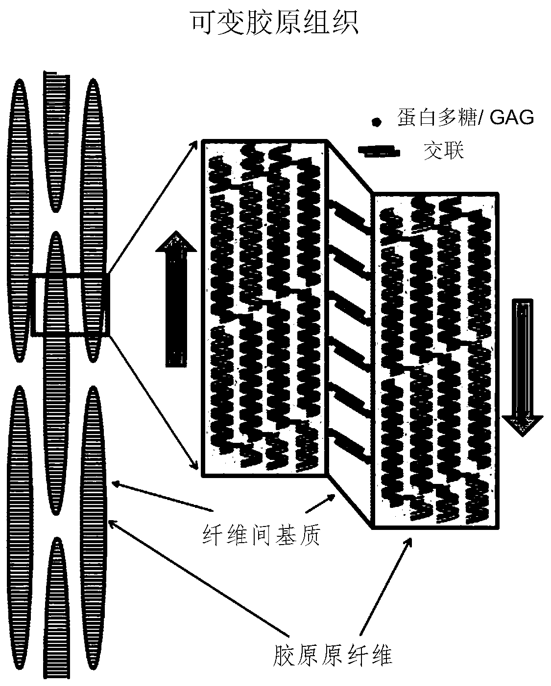 Biomaterial devices and topical compositions for guided tissue regeneration