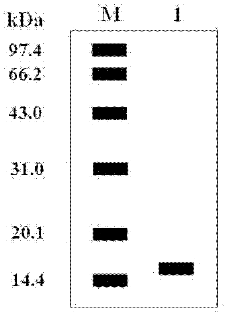 Preparation method for recombinant human interferon alpha-2b free of methionine